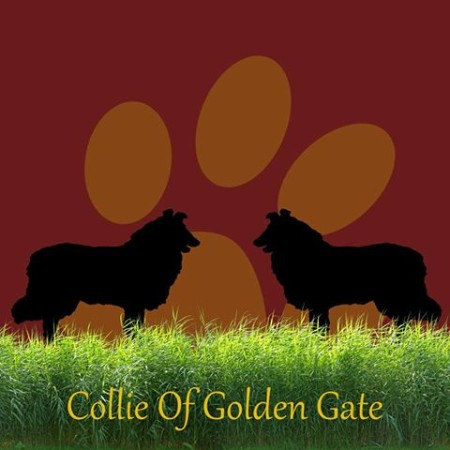 Collie Of Golden Gate Startseite