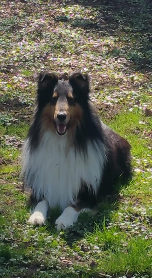 Collie Of Golden Gate Startseite
