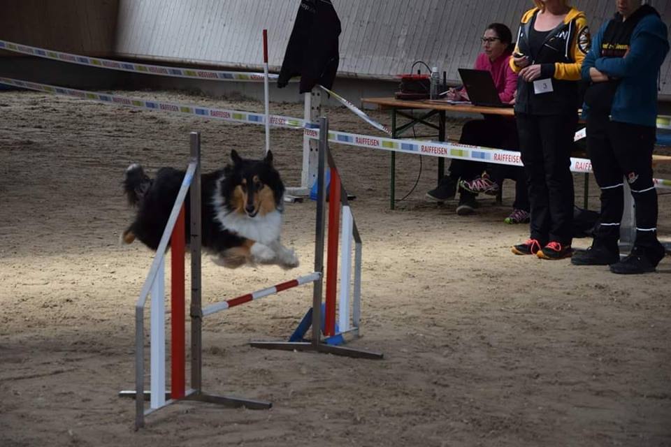 Collie Of Golden Gate Welpen